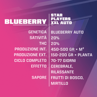 Blueberry XXL Auto