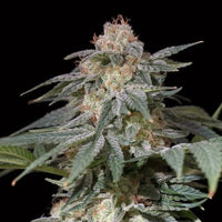 Lemon Tree Fast by Lemon Tree