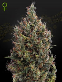 Big Bang Auto (Feminised)