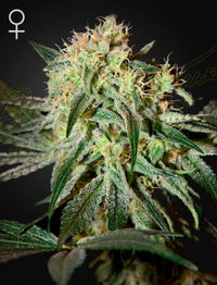 Damn Sour (Feminised)