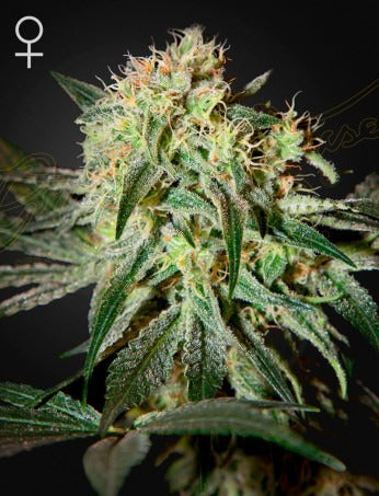 Damn Sour (Feminised)