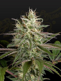 Exodus Cheese x Clementine