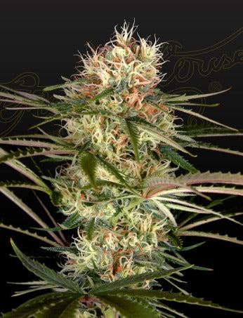 Exodus Cheese x Jack Herer x NL5