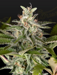 Exodus Cheese x Swaziland (pure landrace)