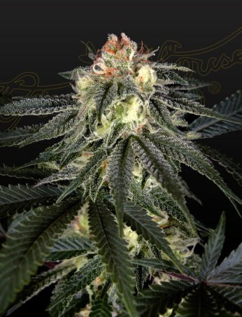 Exodus Cheese x Durban Panama