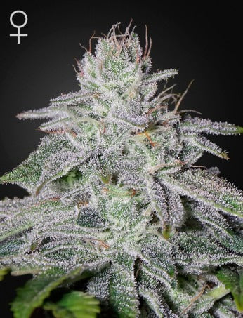 Franco's Lemon Cheese (Feminised)