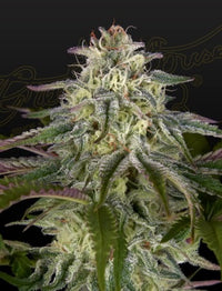 GH Cheese x Lemon Wookie Glue