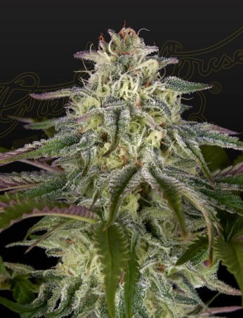 GH Cheese x Lemon Wookie Glue