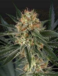 GH Cheese x Sour Banana