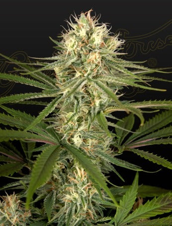 Hawaiian Snow x Amnesia x Dosidos