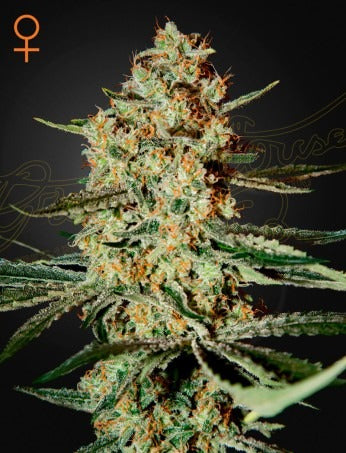 Himalaya Gold (Feminised)