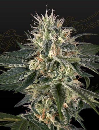 Super Lemon Haze x Strawberry Banana x Bubba Kush