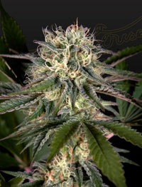 Sweet Valley Kush x Swaziland (pure landrace)