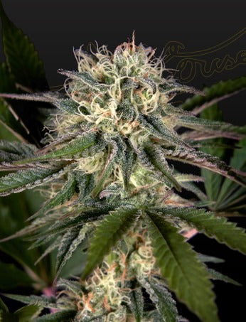 Sweet Valley Kush x Swaziland (pure landrace)