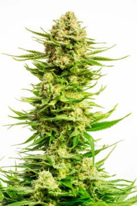 Indica Cream