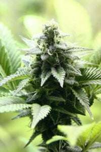 Indica Cream