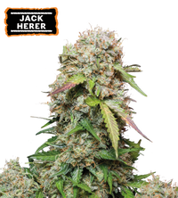Jack Herer Semi di cannabis autofiorenti