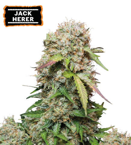 Jack Herer Semi di cannabis autofiorenti
