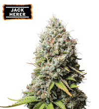 Jack Herer Semi di cannabis femminizzati
