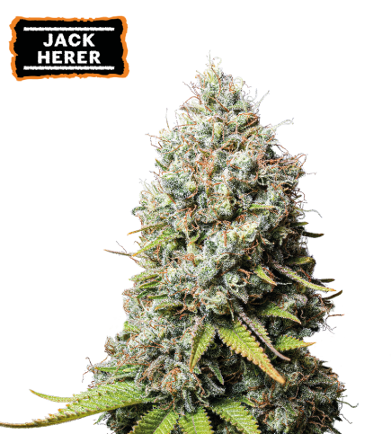 Jack Herer Semi di cannabis femminizzati