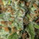 JAMAICAN DREAM