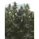 JAMAICAN DREAM