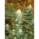 JAMAICAN DREAM