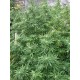JAMAICAN DREAM