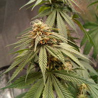 Joanne's CBD