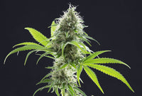 Kama Kush CBD