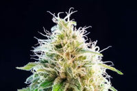 Kama Kush CBD