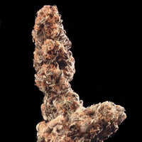 Afghani Special Feminized®