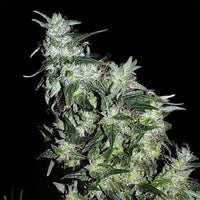 Haze Special®