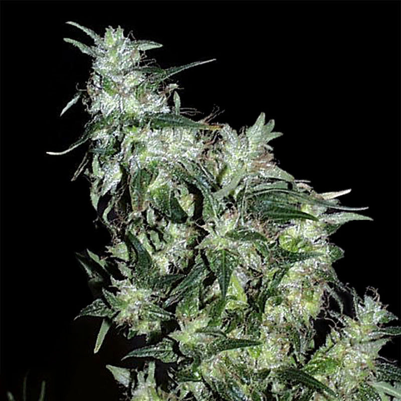 Haze Special®