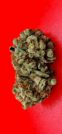 Lemon Sherbet Feminized