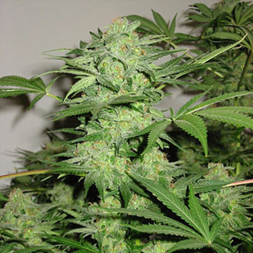 Northern Light Special®