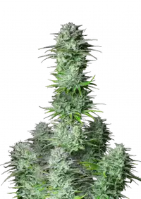 Kosher Cake Auto