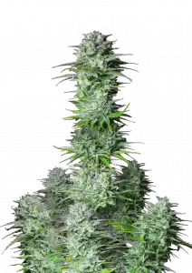 Kosher Cake Auto