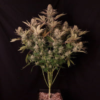 DC Kush