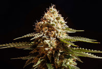 La Blanca