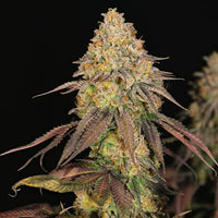Legendary OG Punch