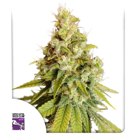 Lemon OG