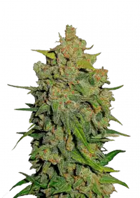 Lemon AK Auto