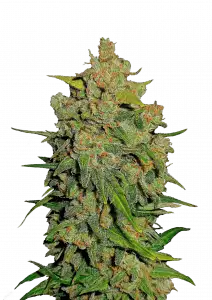 Lemon AK Auto