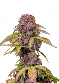 Lemon Cherry Cookies Auto