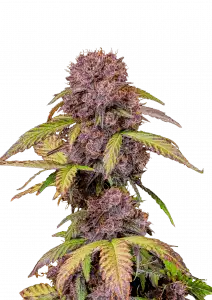 Lemon Cherry Cookies Auto