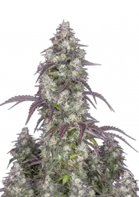 Lemon Pie Auto