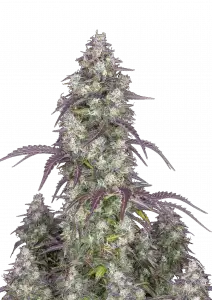 Lemon Pie Auto