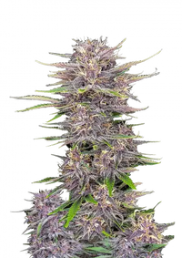 Banana Purple Punch Auto