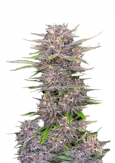 Banana Purple Punch Auto